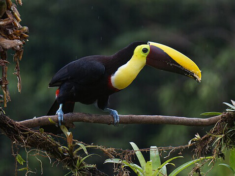 Wildlife in Costa Rica