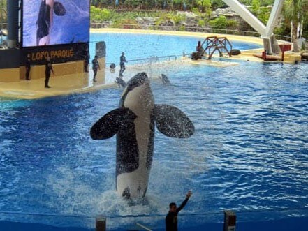 Killer whale show at Loro Park