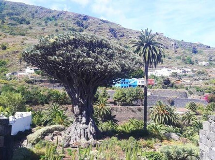 Millennial dragon tree in Icod de Los Vinos