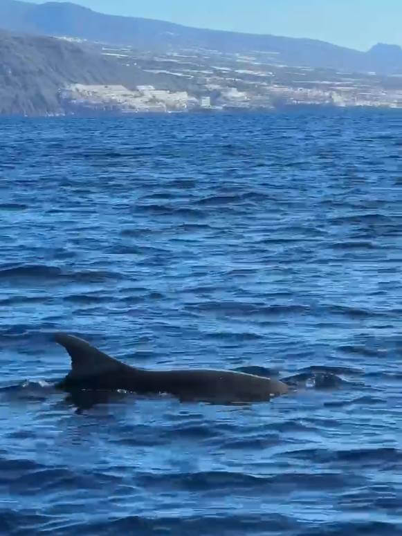 Dolphin tour Tenerife