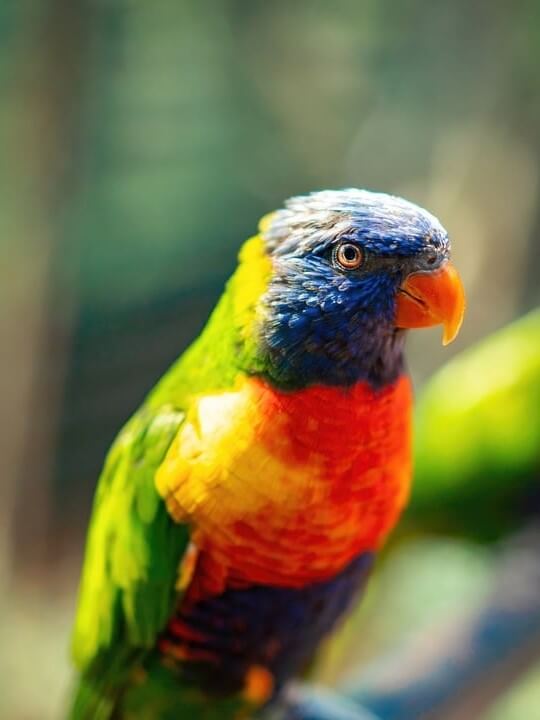 En el Loro Parque