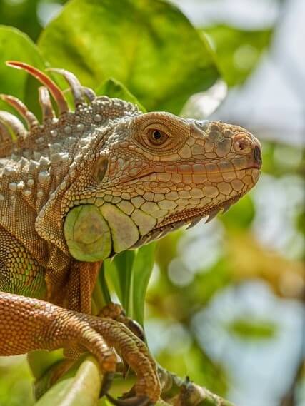 Iguane vert