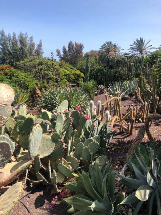 Cactus Lanzarote