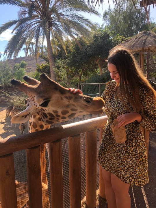 Un stagiaire nourrit une girafe