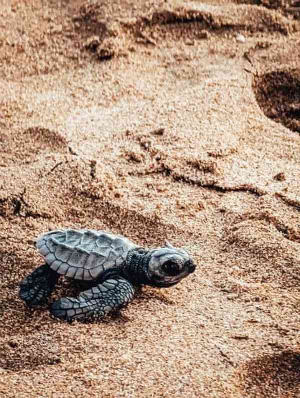 Tartaruga neonata sulla spiaggia