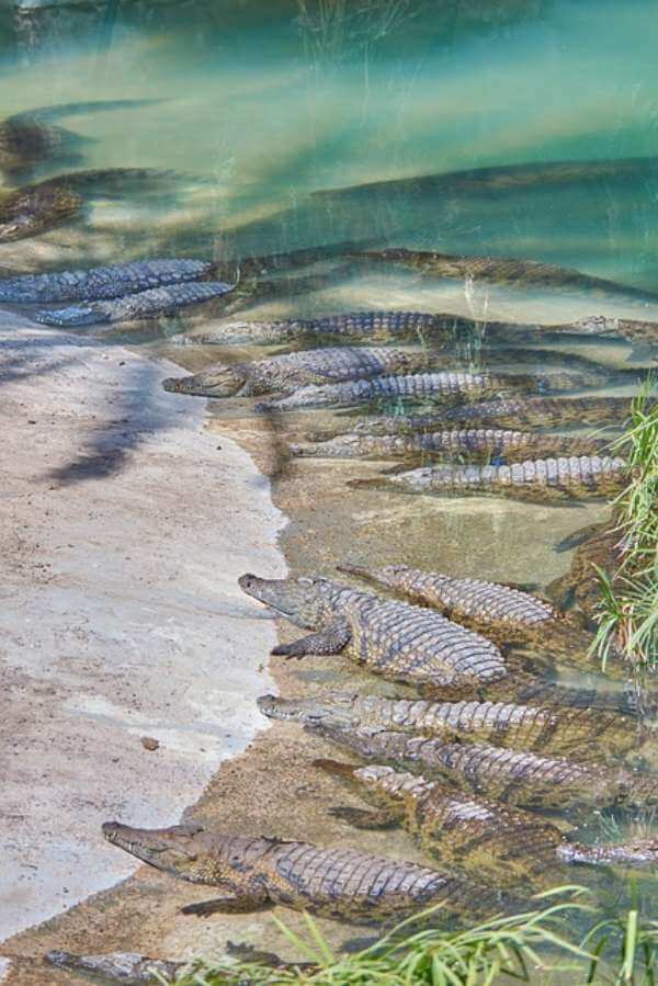 Visite du parc aux crocodiles Stage à Marbella